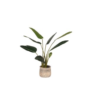 LABEL51 Strelitzia - Groen - - 100 cm